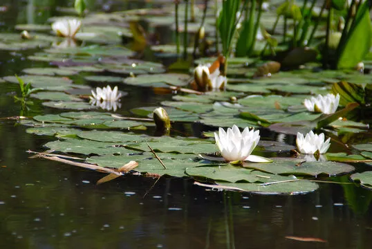 动物运动会 官方网站